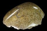Polished Fossil Coral (Actinocyathus) - Morocco #110555-1